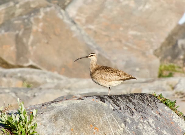 A Whimbrel on the rocks in Churchill, Manitoba.