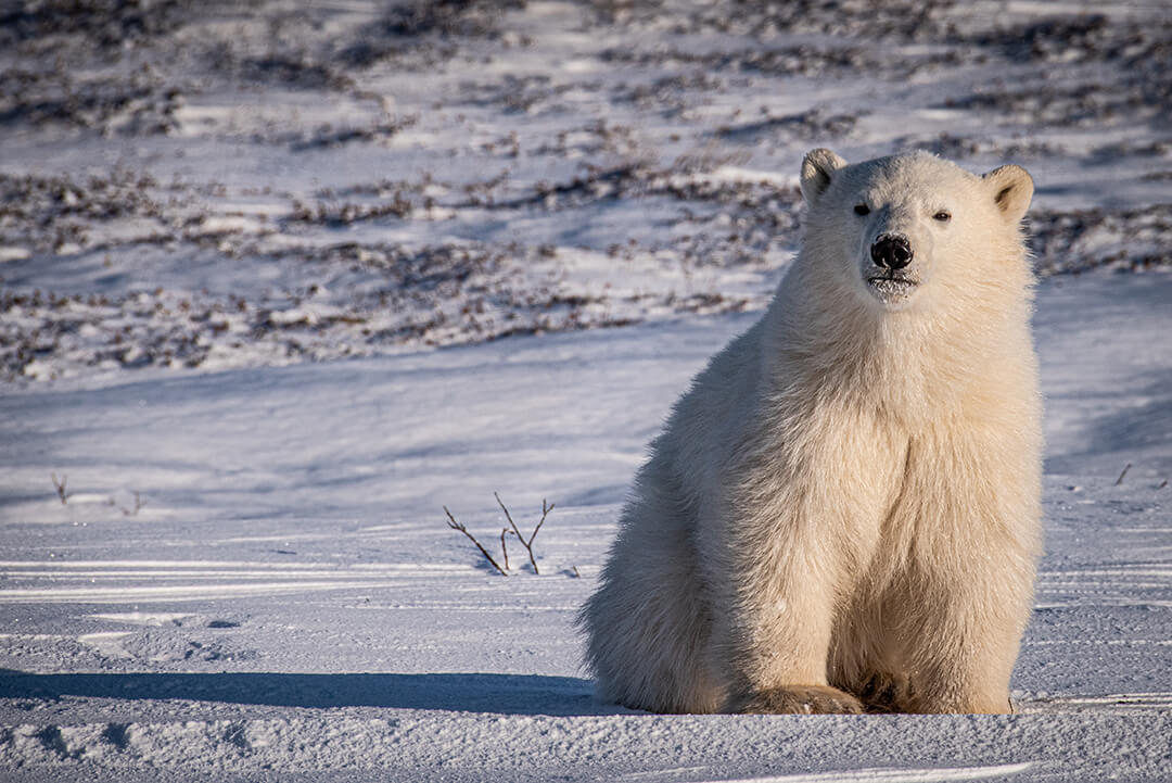 A polar bear cub on the frozen tundra in Churchill, Manitoba. Photo by J. Reinschmidt