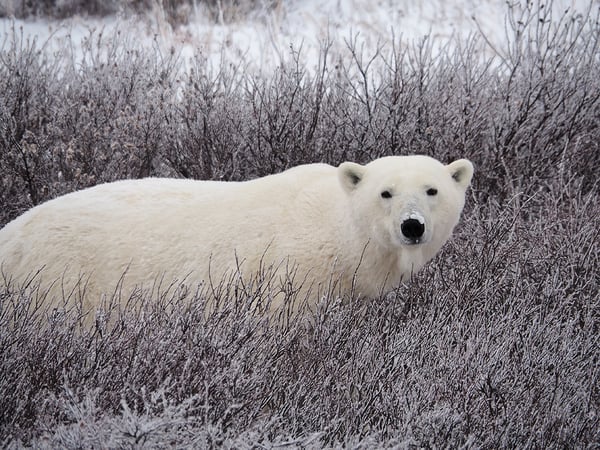 Polar bear in the willows in the Churchill Wildlife Management Area
