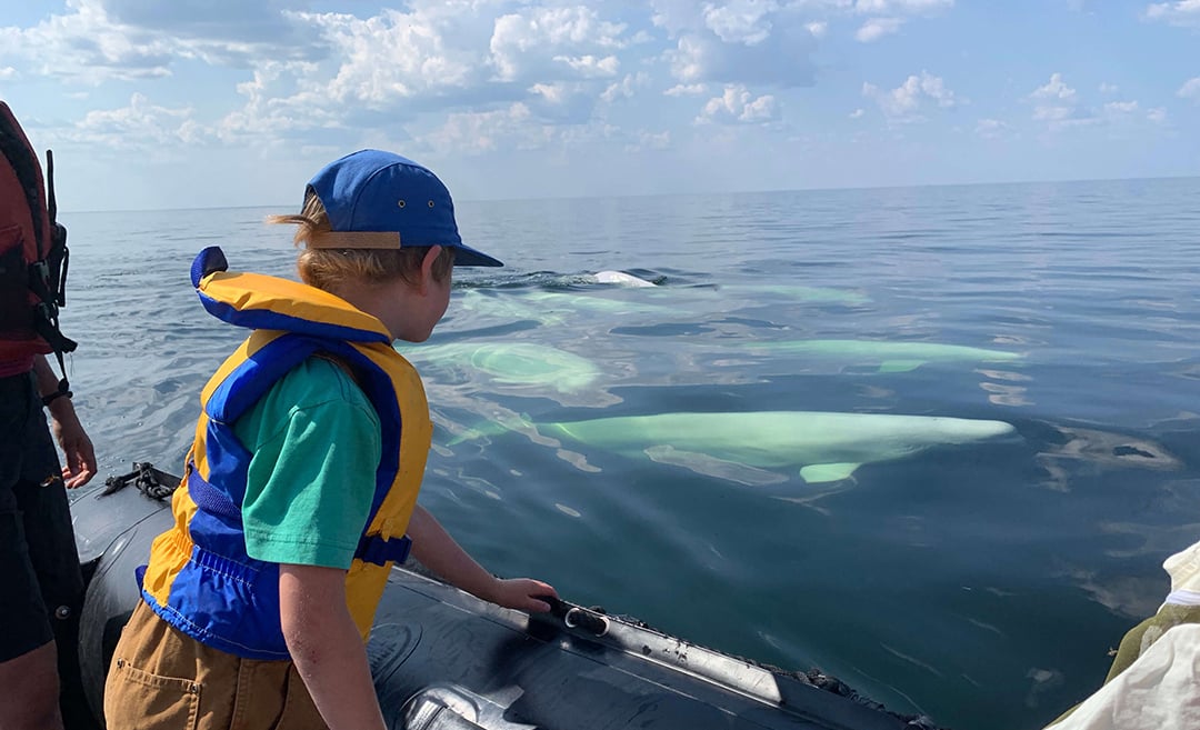 Beluga whales swimming past a Zodiac in the Churchill River