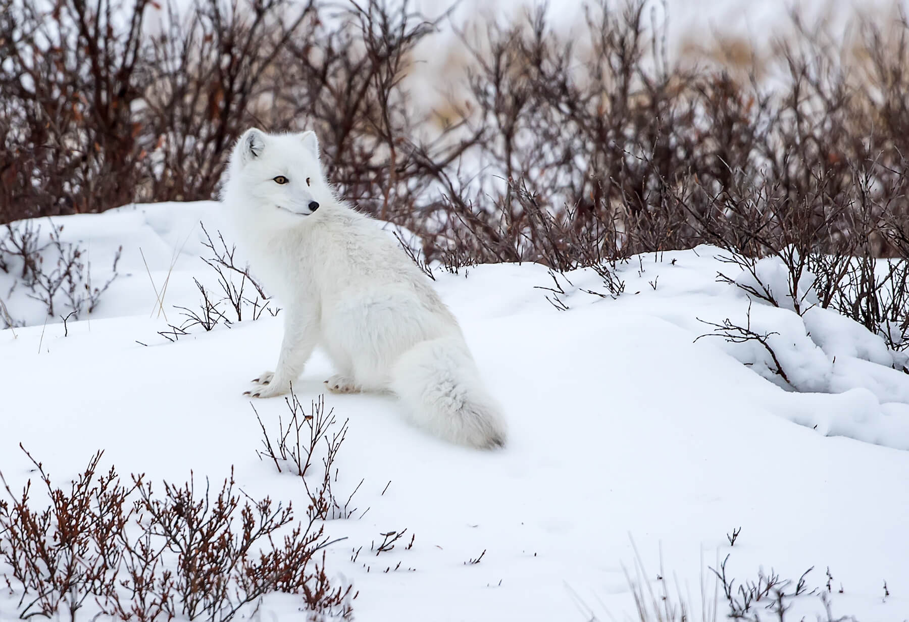 An Arctic fox blends into the snow in Churchill, Canada
