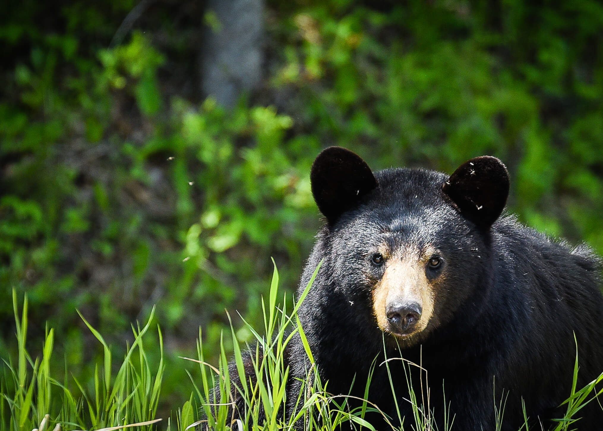 A black bear in Riding Mountain National Park, Canada