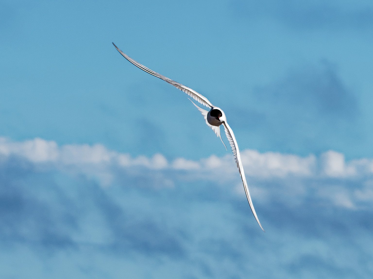 Incredible bird watching in Churchill, Manitoba.