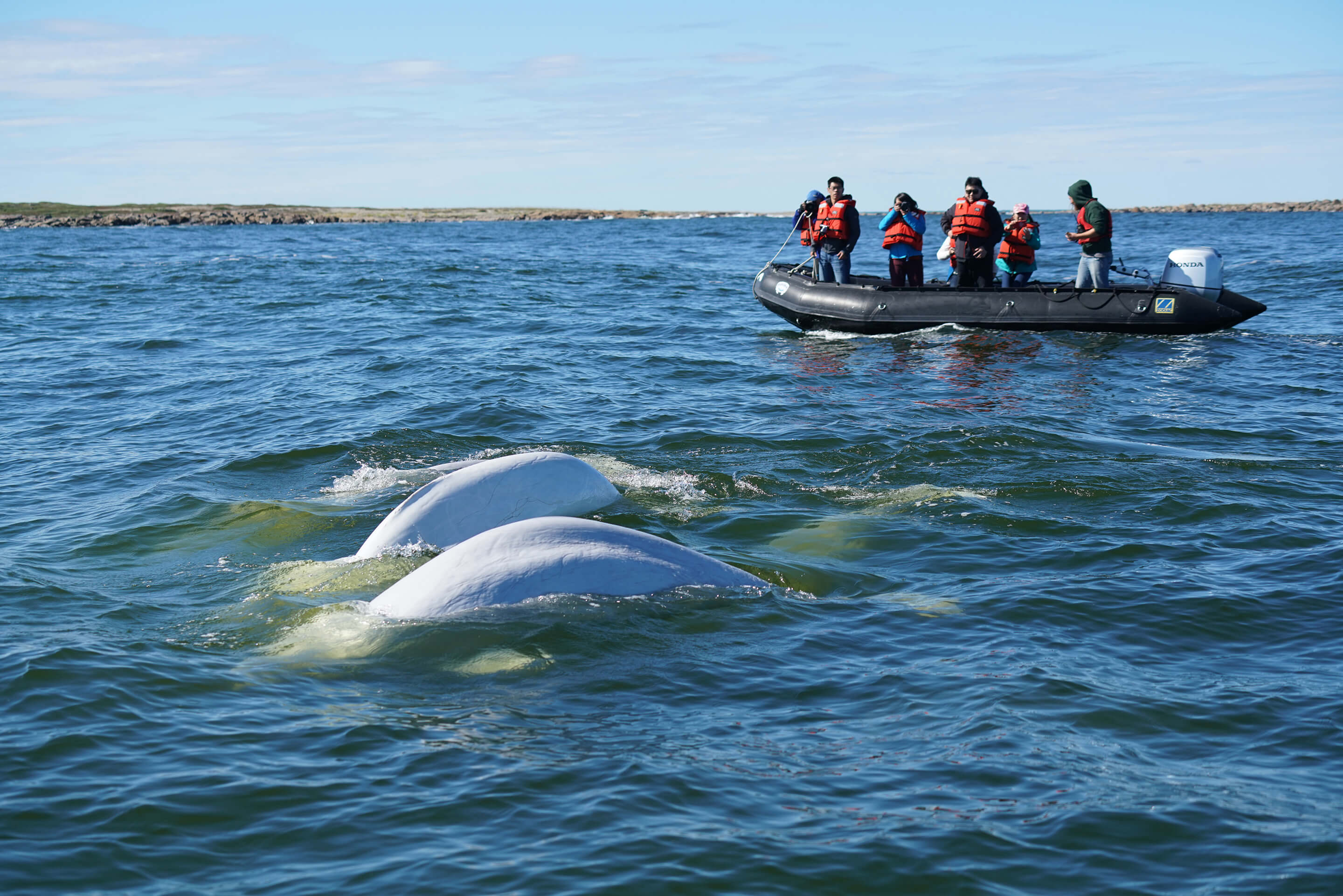 Beluga whales swimming in front of a Zodiac boat in Churchill, Canada