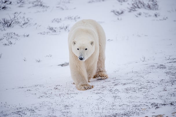 Polar Bear walking in Churchill, Canada