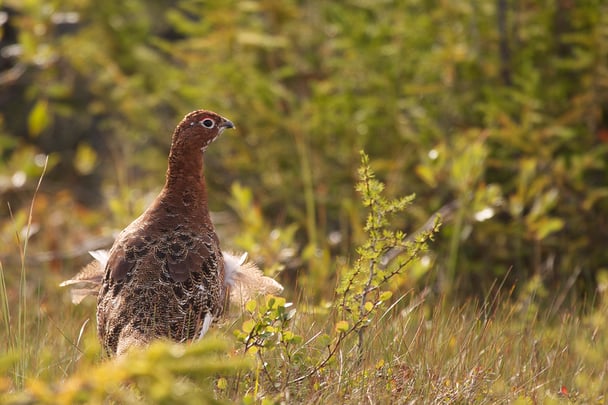 Ptarmigan FrontiersNorthAdventures-Big5-bird