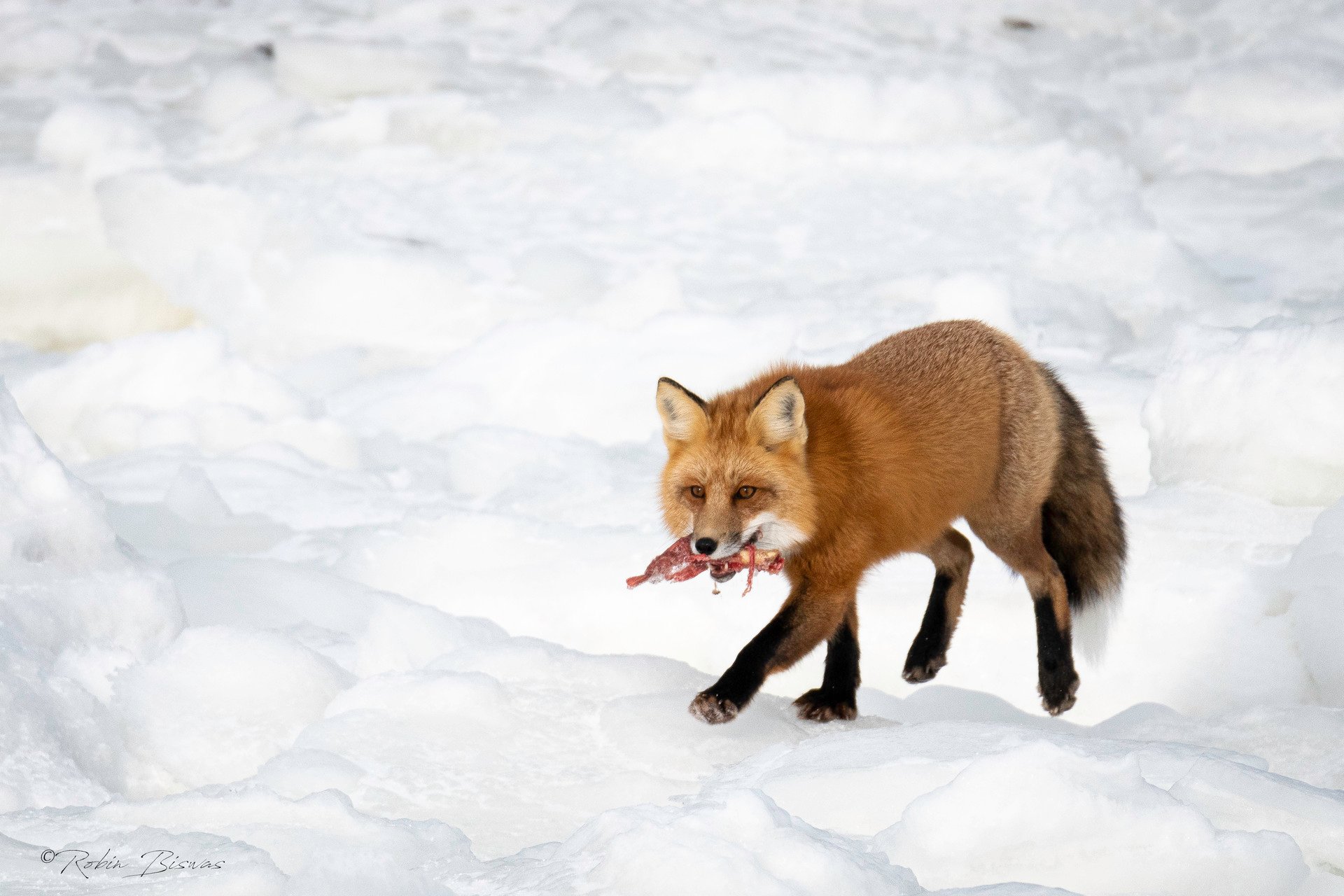 A tenacious red fox in Churchill, Manitoba.