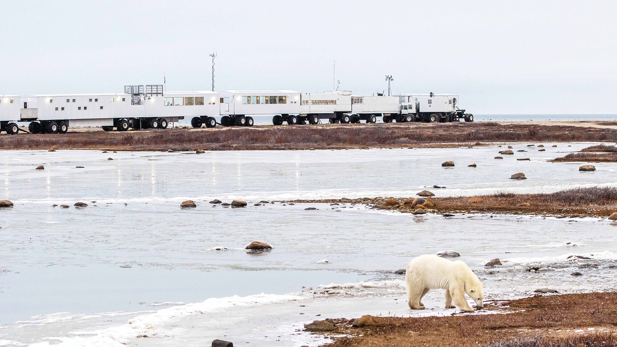 A polar bear walking in front of the Tundra Buggy Lodge in Churchill, Canada