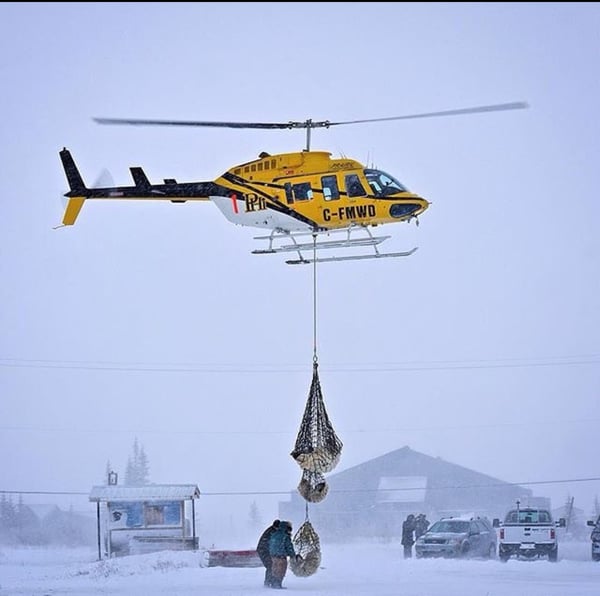 Helicopter taking a polar bear mom and cubs back out on to the Hudson Bay. Photo by Alex de Vries