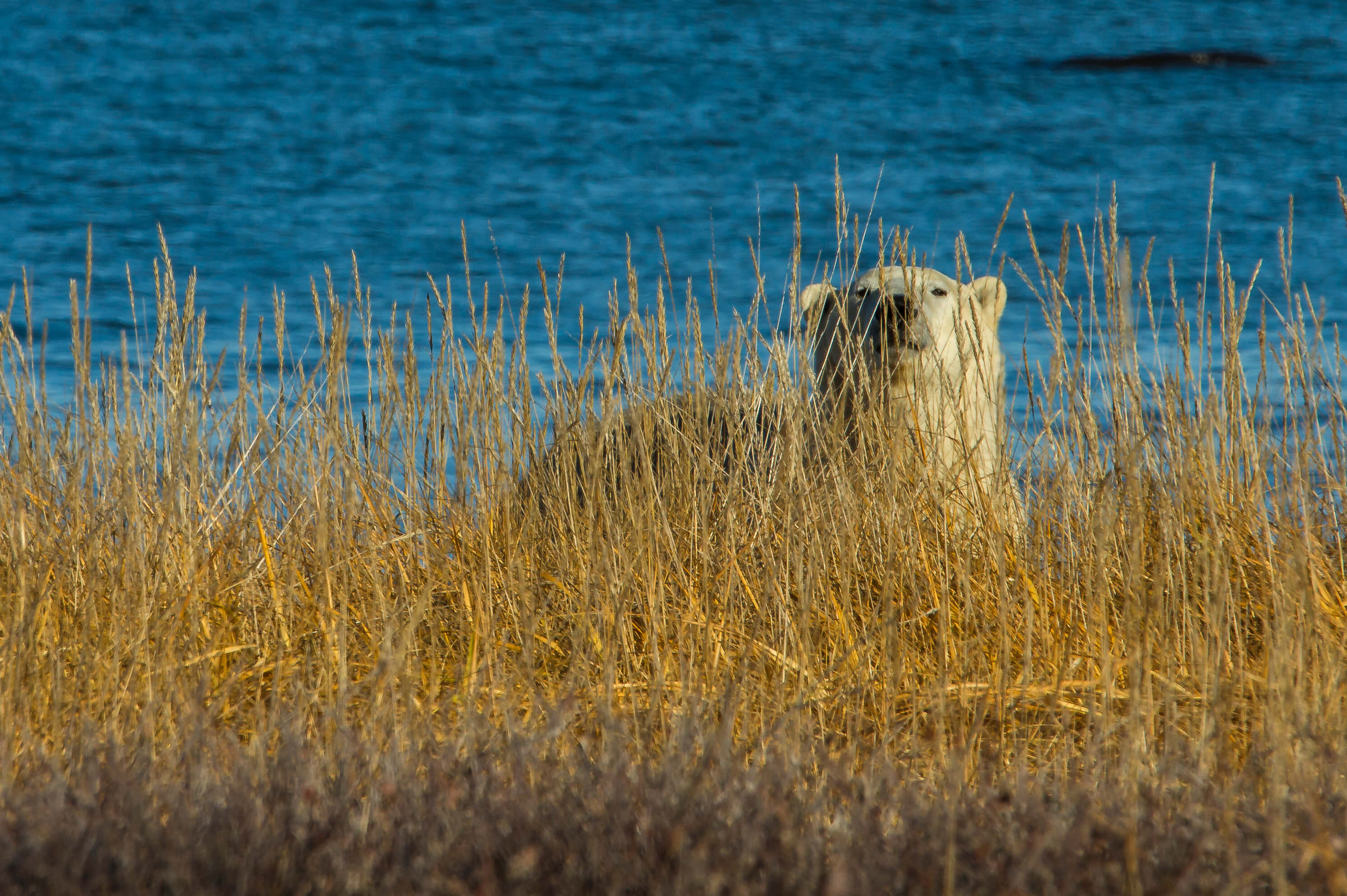 Summer polar bear along the Hudson Bay