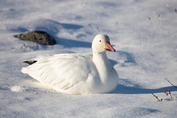 Snow Goose Alex CupeiroIMG_3577