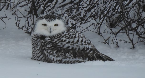 Snowy Owl DSCN4734