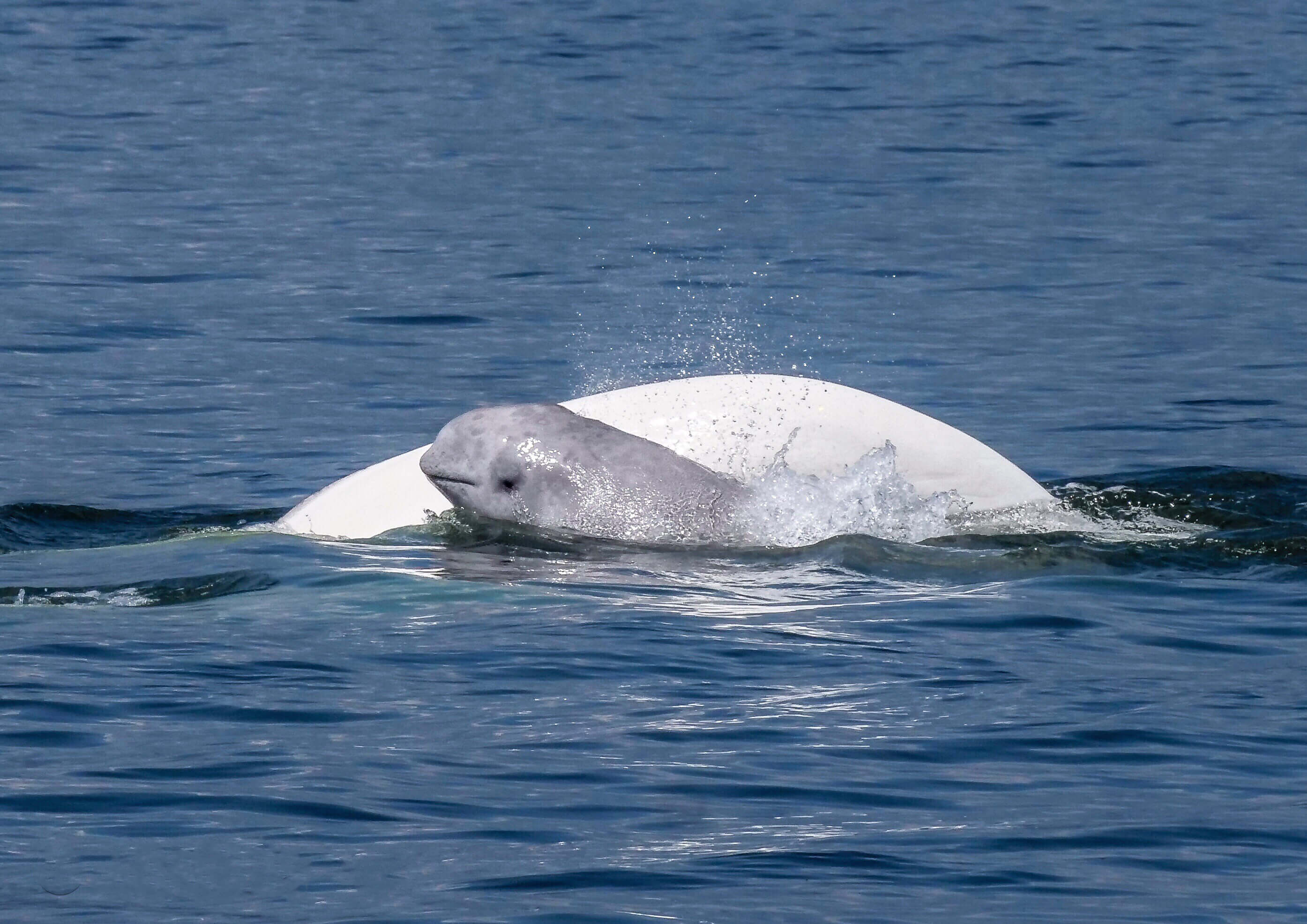 A baby beluga whale and its mother swimming in the Churchill River
