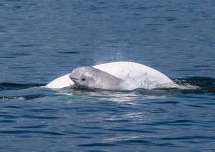 Mother and calf beluga whales in the Churchill River