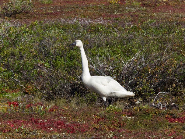 Tundra Swan Jim_Baldwin_2019_69373748_10157348374405449_14575559929495552_o