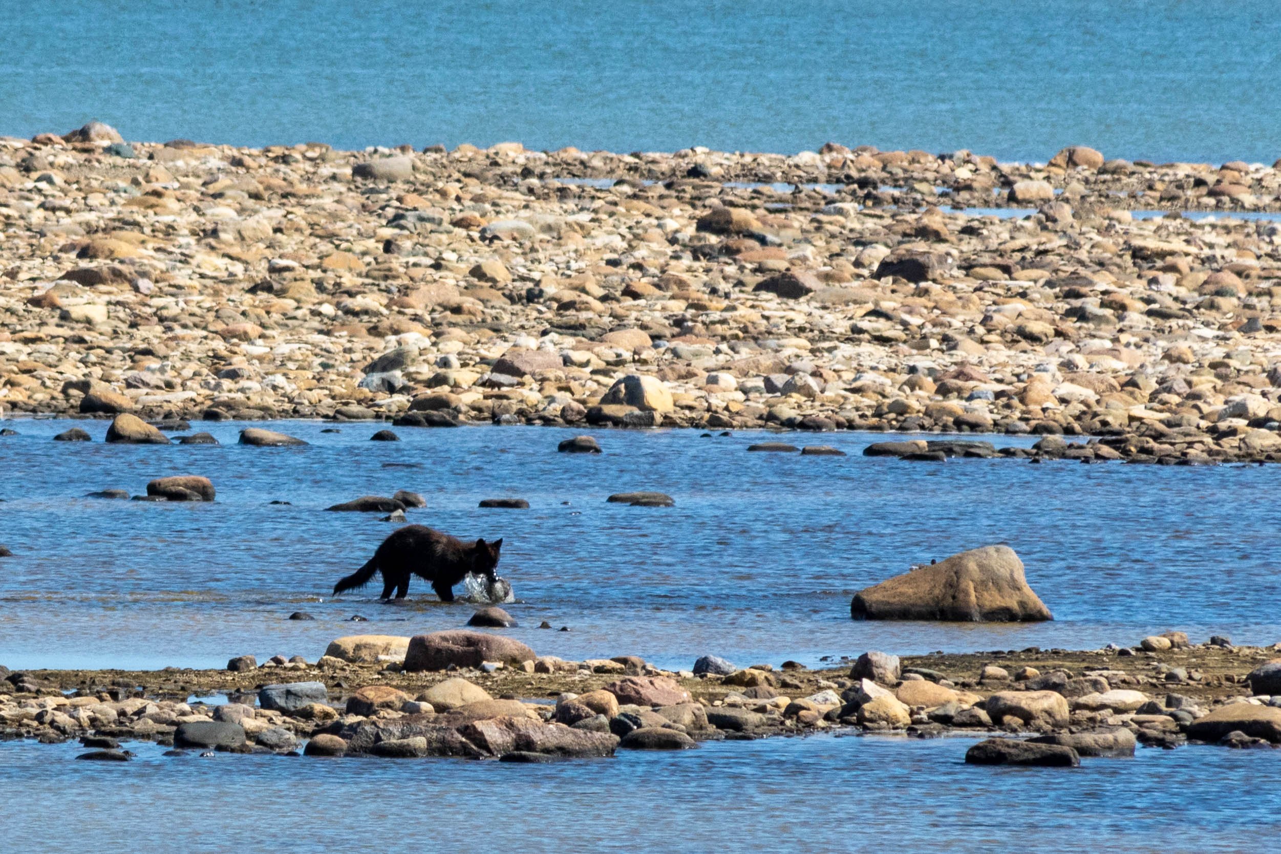 A rare wolf sighting from the Tundra Buggy.