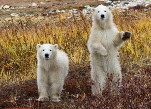 Two polar bear cubs in Churchill, Canada