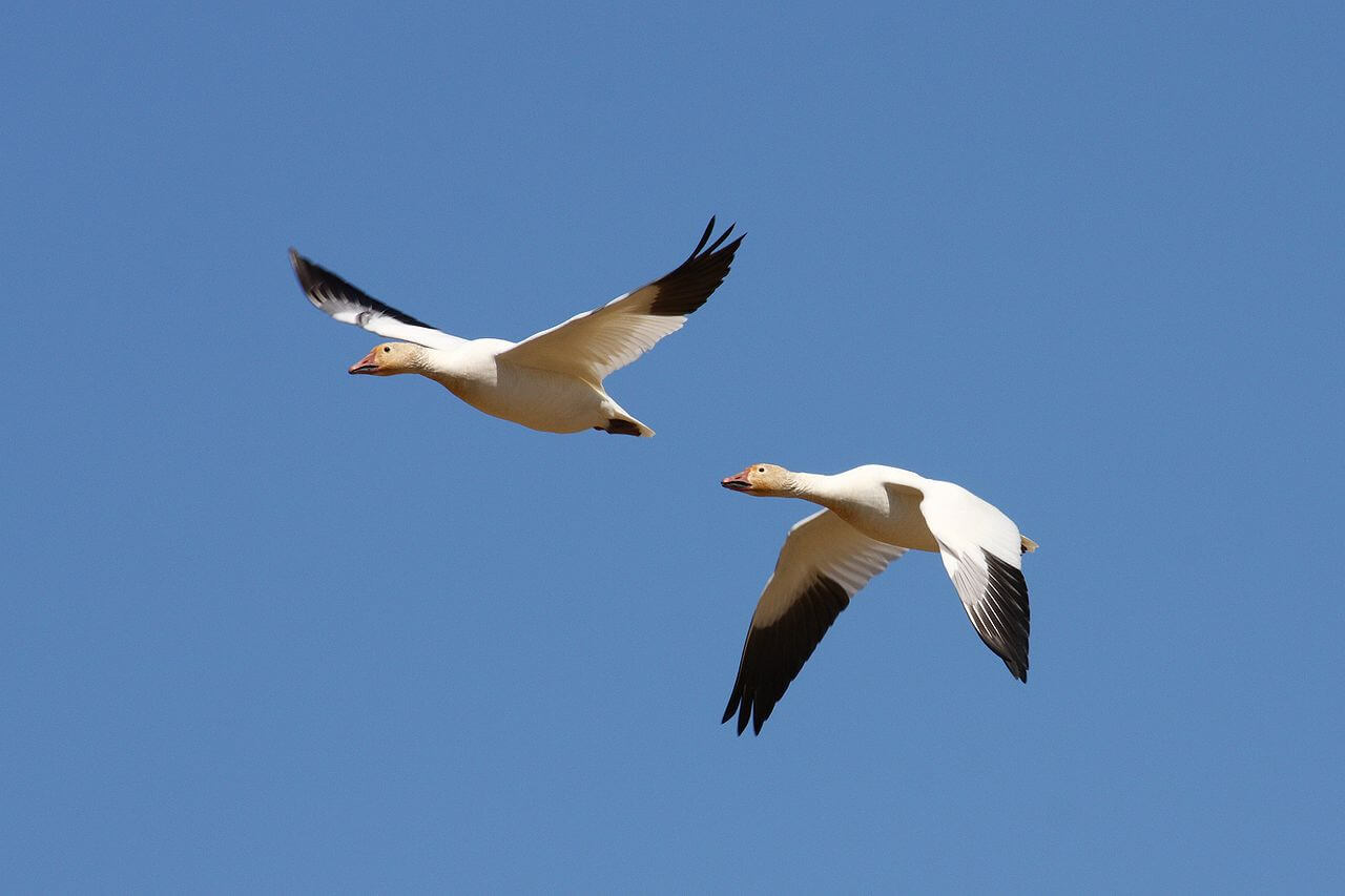 Two snow geese flying above in Churchill, Canada