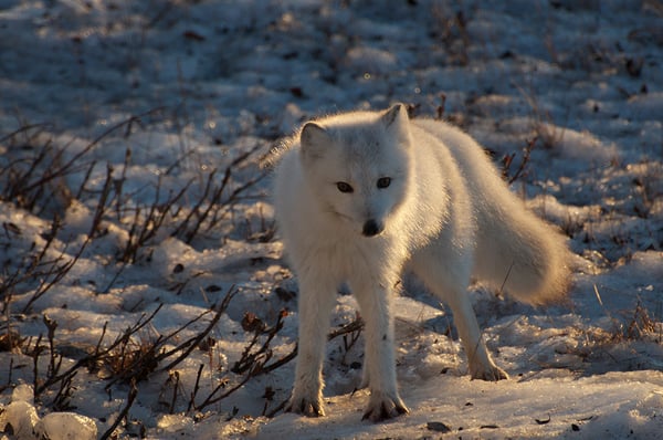 arctic fox JP_DSC0193_2