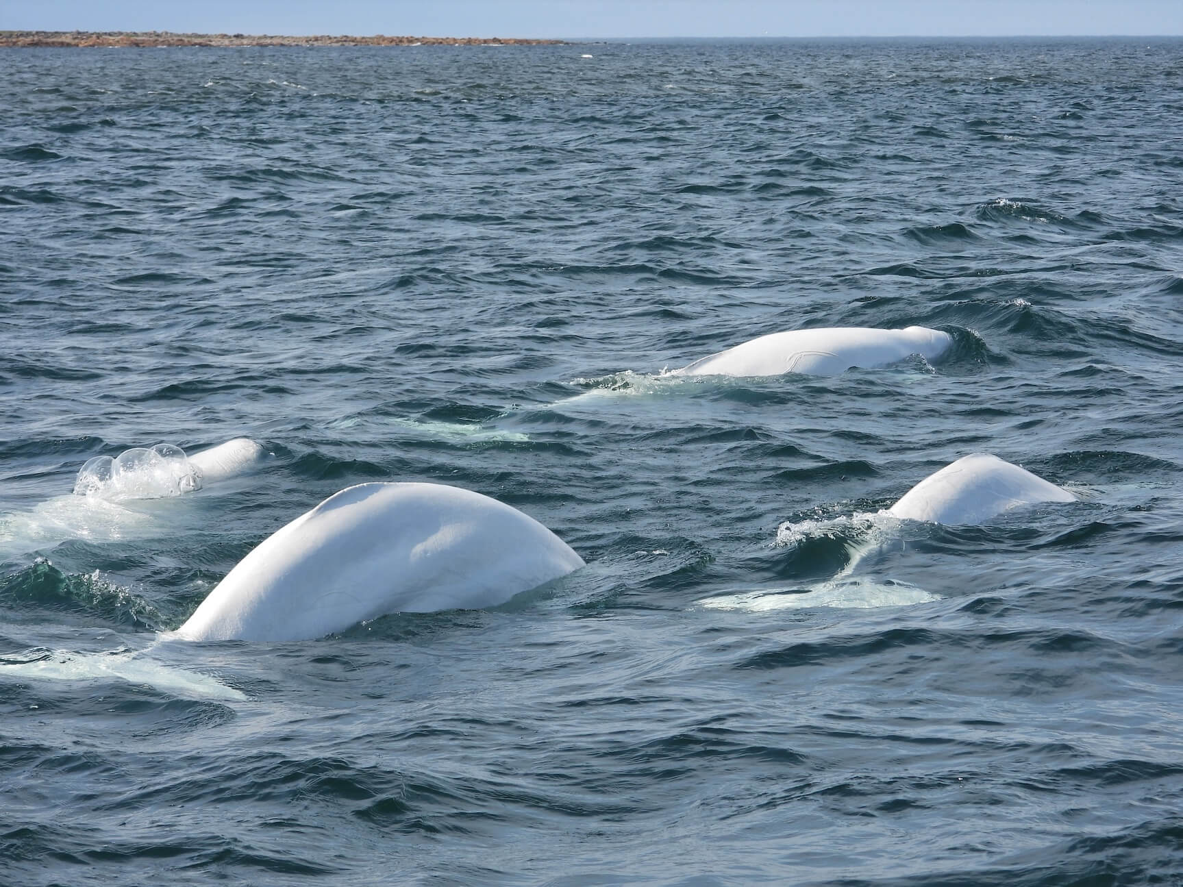 Beluga whales in the Churchill River