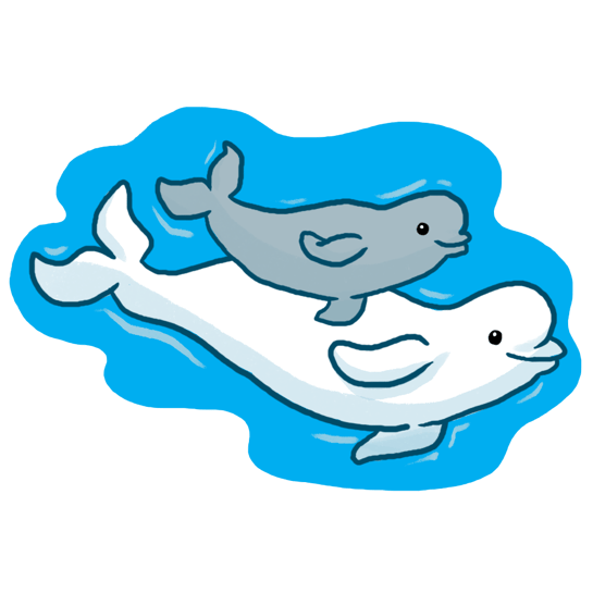 belugas_mom_calf_v2