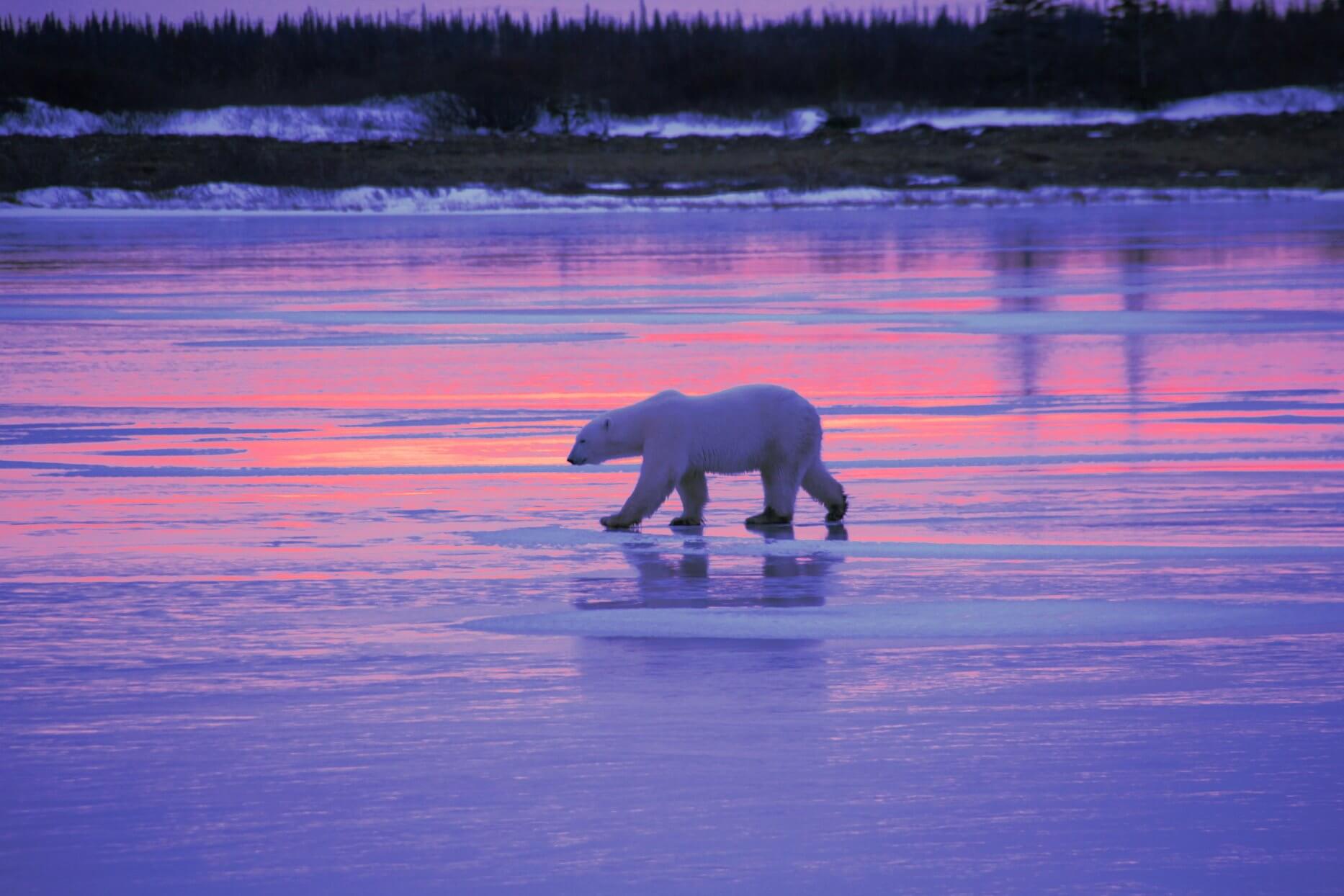 A polar bear walks across the icy tundra in Churchill, Canada