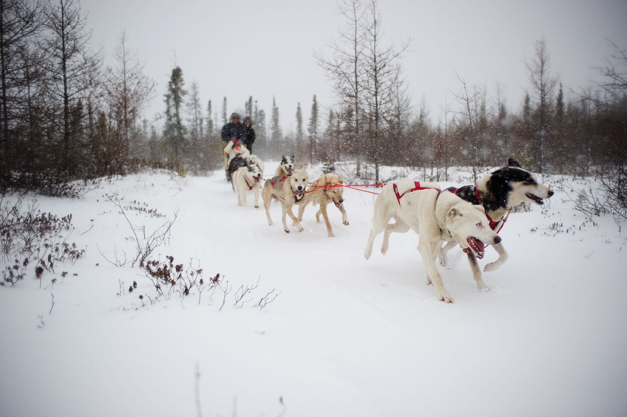 Dog sledding in Churchill, Canada