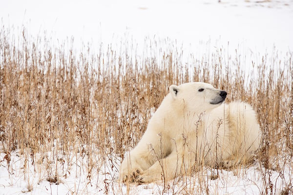 polar bear Churchill-25