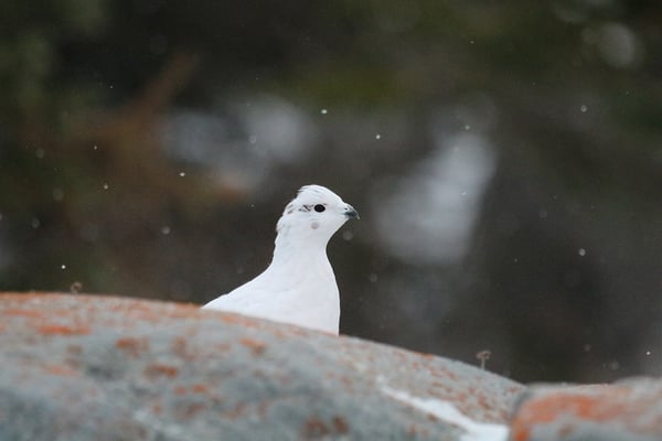 ptarmigan-IMG_6614