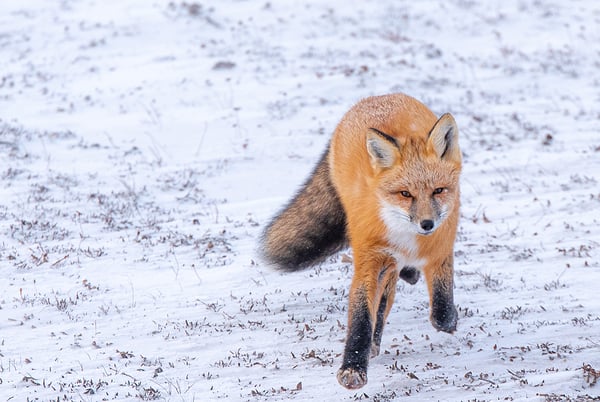 red fox 2020_Asset_Abby_Matheson_1307