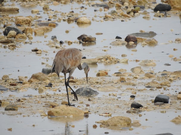 sandhill craneDSCN2903