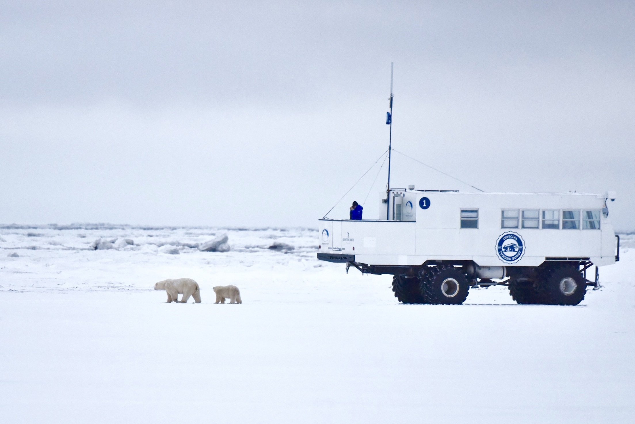 Polar Bears International's Buggy One, a roaming broadcast station in the Churchill Wildlife Management Area.