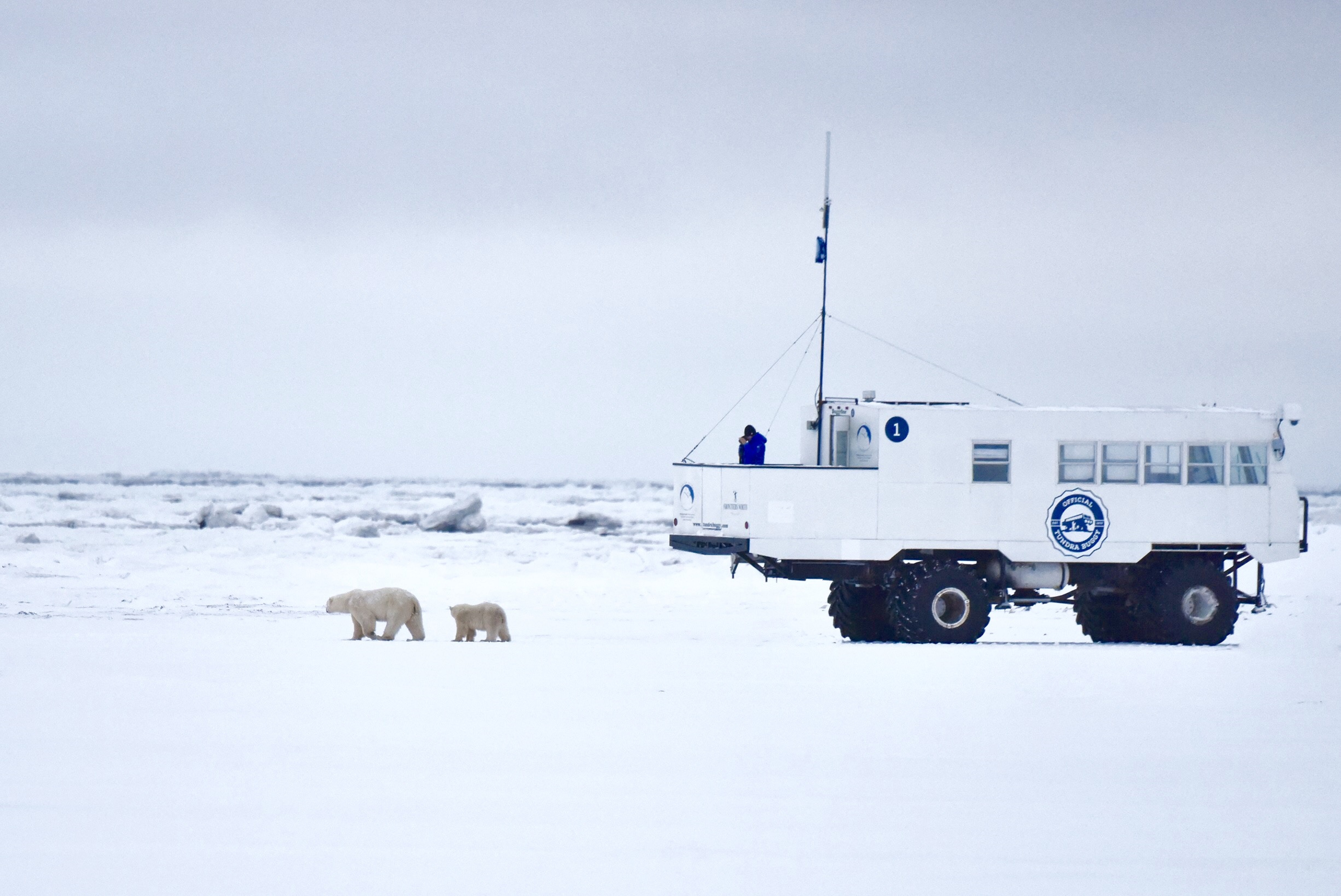 Conservation Journey: Polar Bears