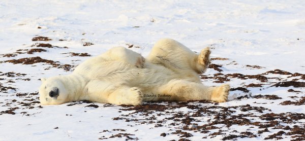 A polar bear rolls in kelp