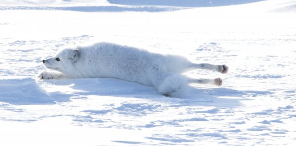 An arctic fox stretches out on the ice and snow.