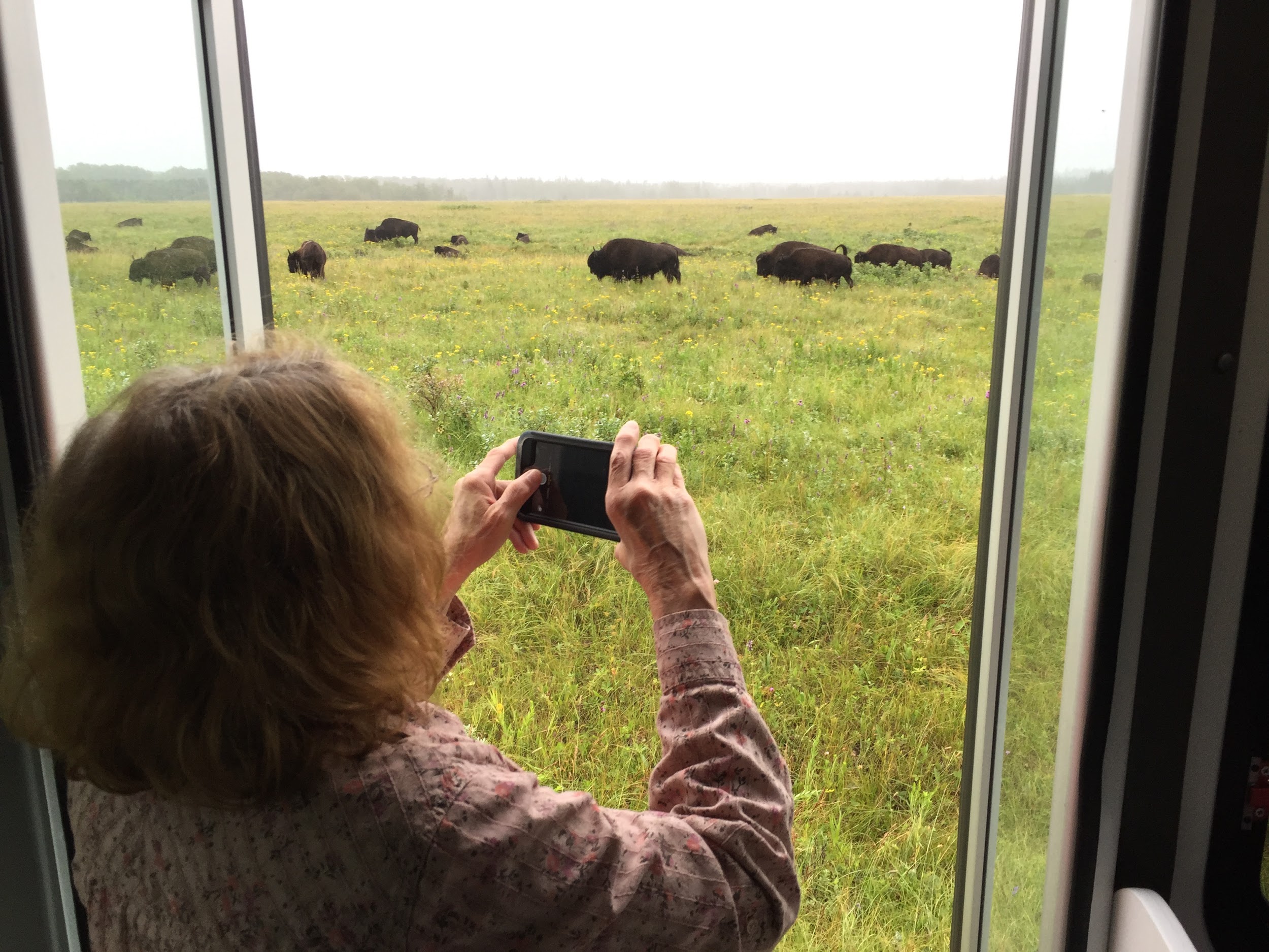 A guest takes pictures of bison in Riding Mountain National Park