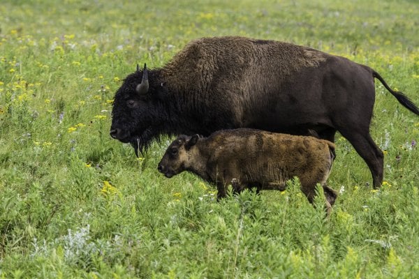 Two bison walk in prairie grass.