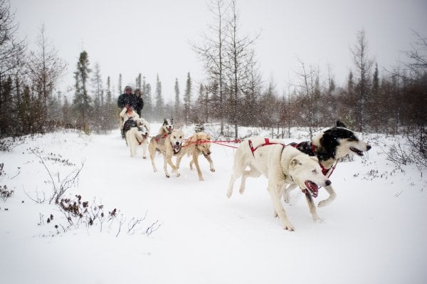 A team of dogs pull a sled through a forest in the winter.