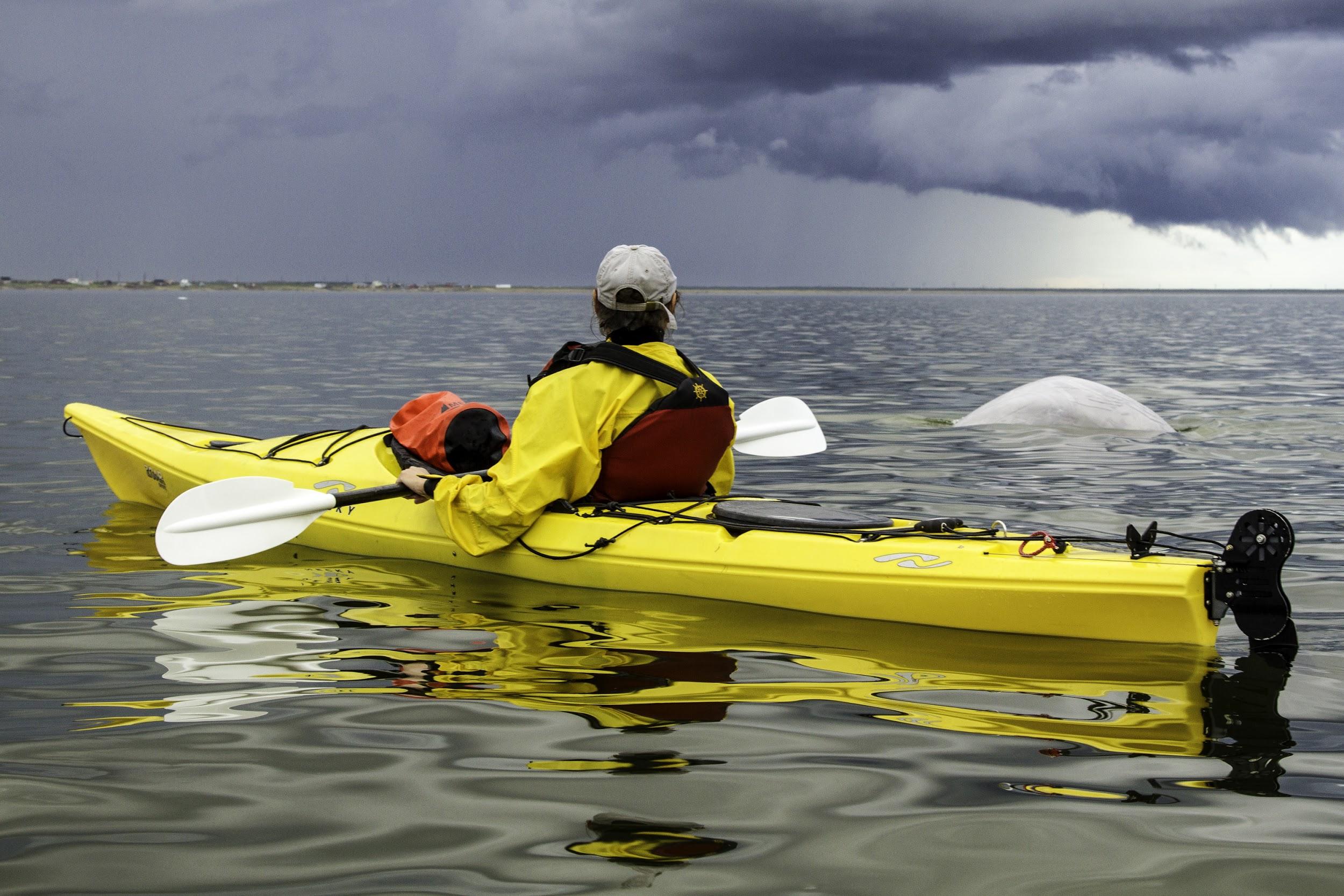 A kayaker watches belugas on the Churchill River