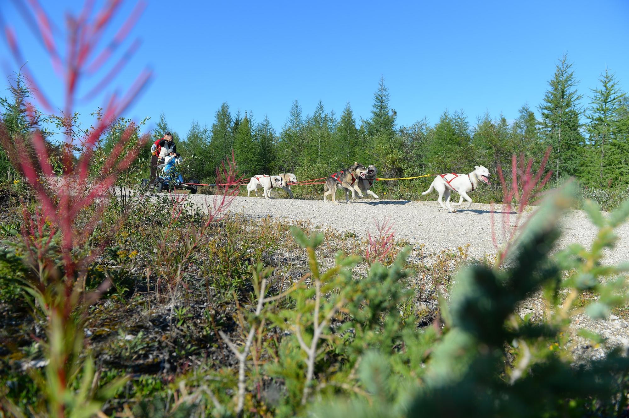 Dog carting in summer in Churchill, Manitoba