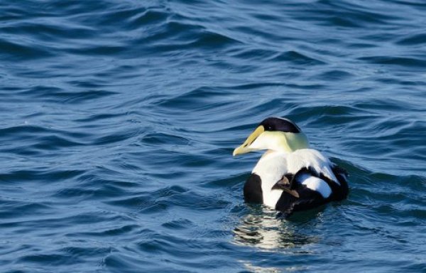 An eider duck floats in the water.