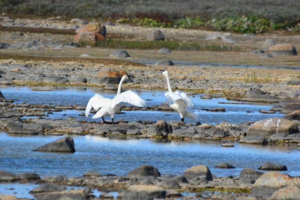 Two tundra swans standing amongst the rocks and water.