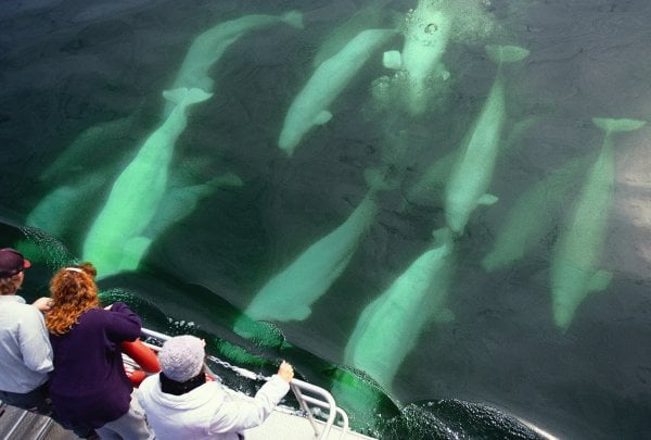 A pod of beluga whales swim under a boat, viewed from above