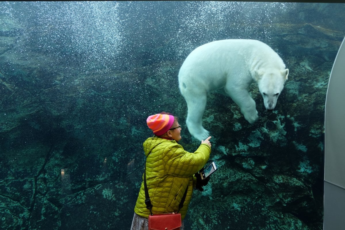 Conservation Journey: Polar Bears