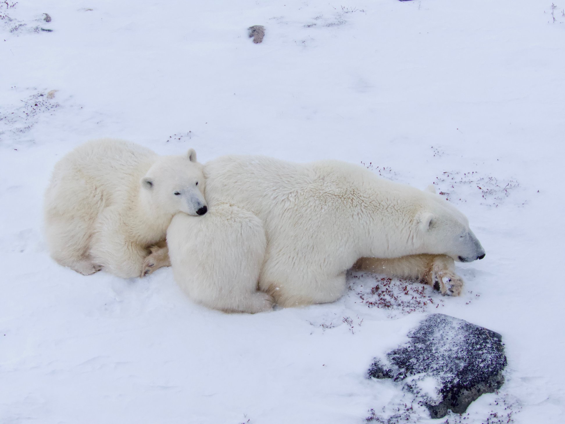 Introducing Conservation Journey: Polar Bears