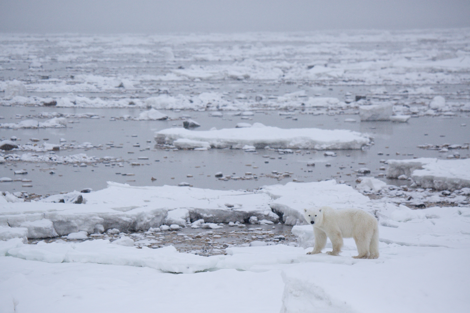 Using Technology to Study Churchill’s Polar Bears
