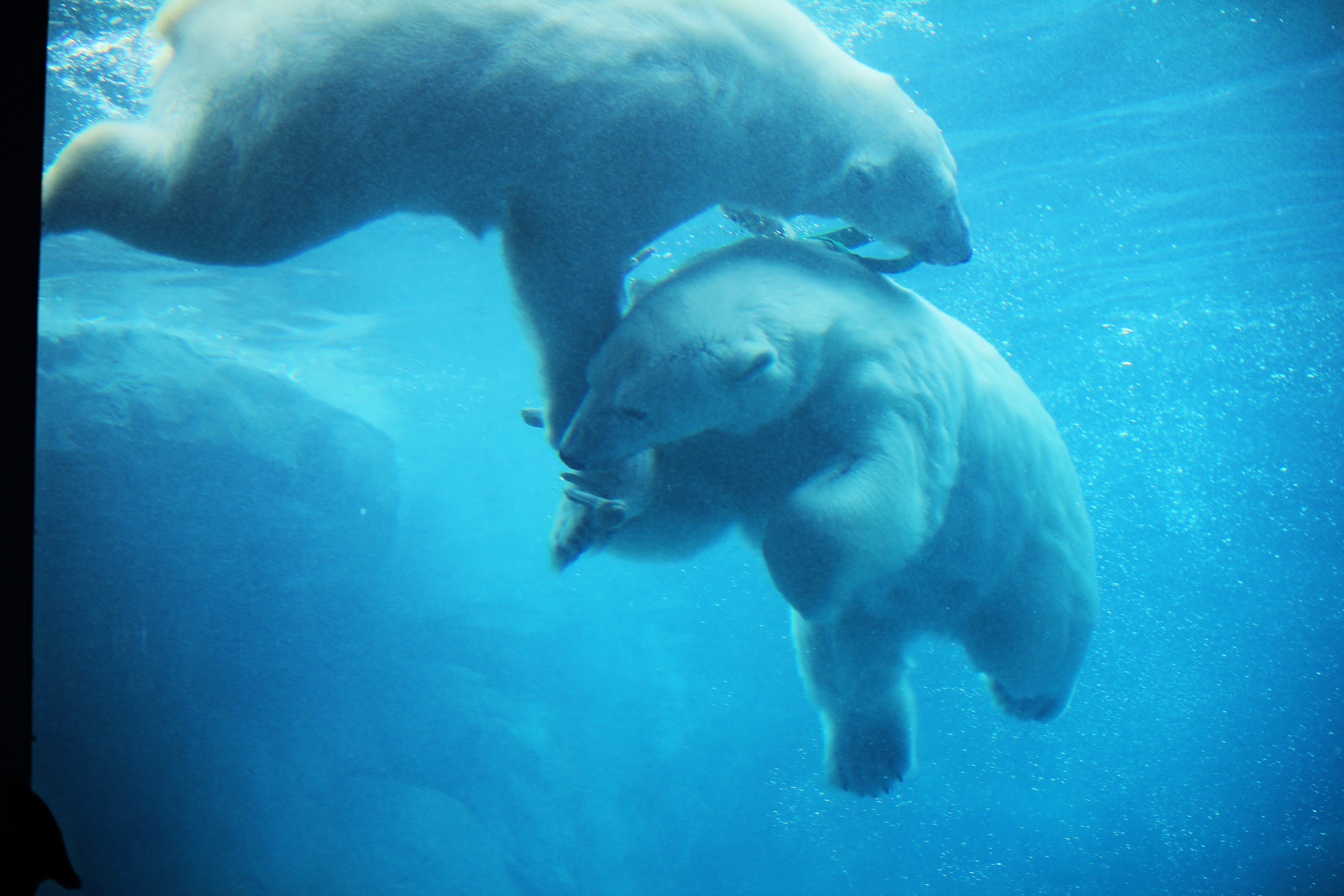 Two polar bears at the Journey to Churchill exhibit in Winnipeg, Manitoba